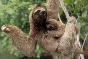 Ленівець - ідеальна тварина для фотографій Ленівець - ідеальна тварина для фотографій
